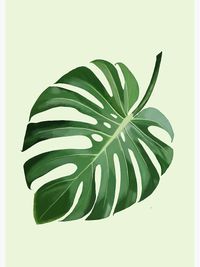 MONSTERA 02